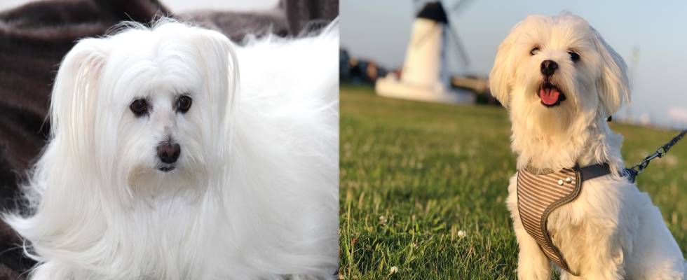 Maltese Dog Price in India: A Comprehensive Guide